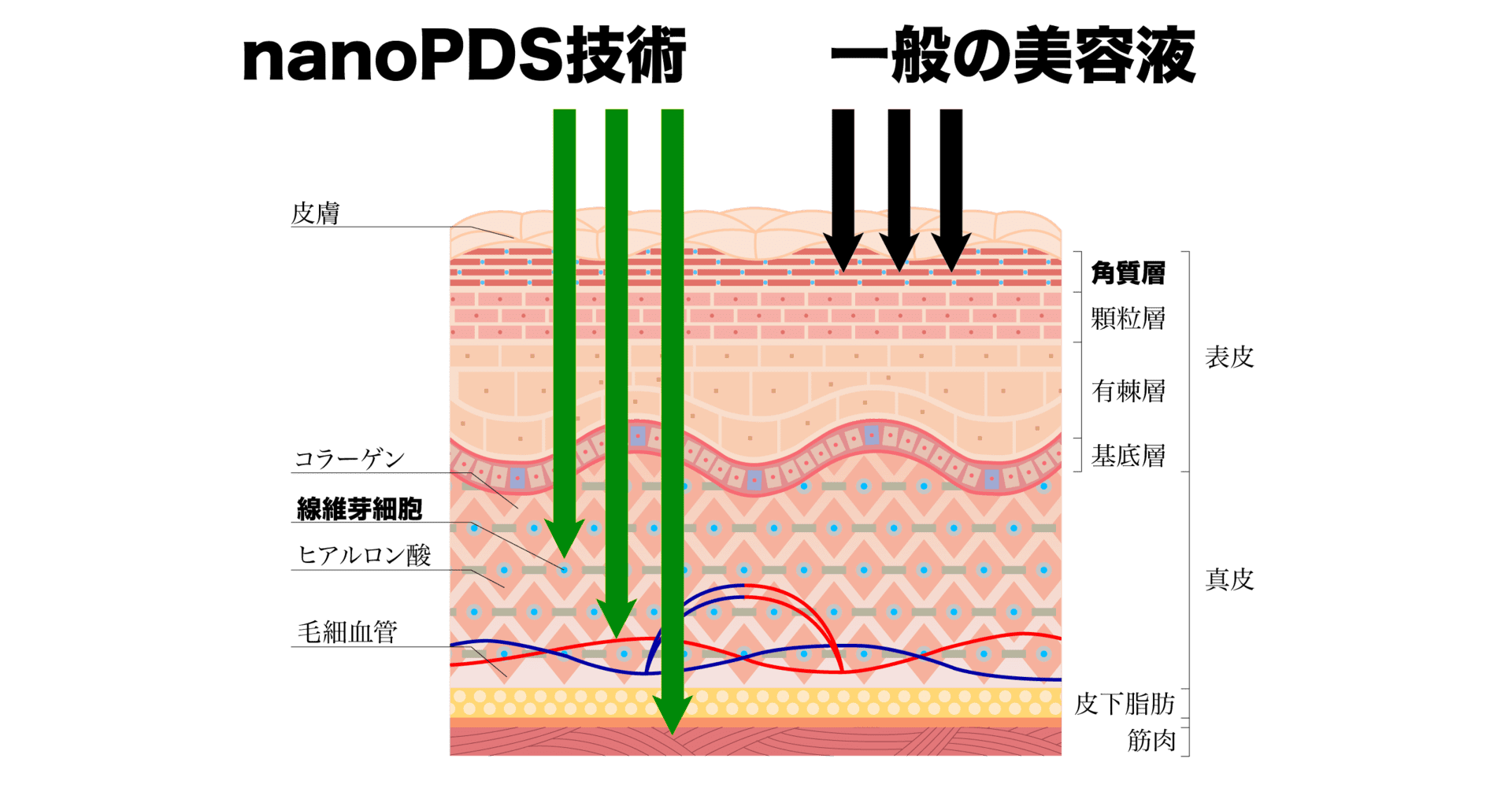 nanopds肌浸透画像